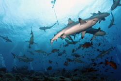 Shark Dive at Vertigo, Yap, Tokina 10 to 17mm w/ 1.6x Tel... by Martin Dalsaso 